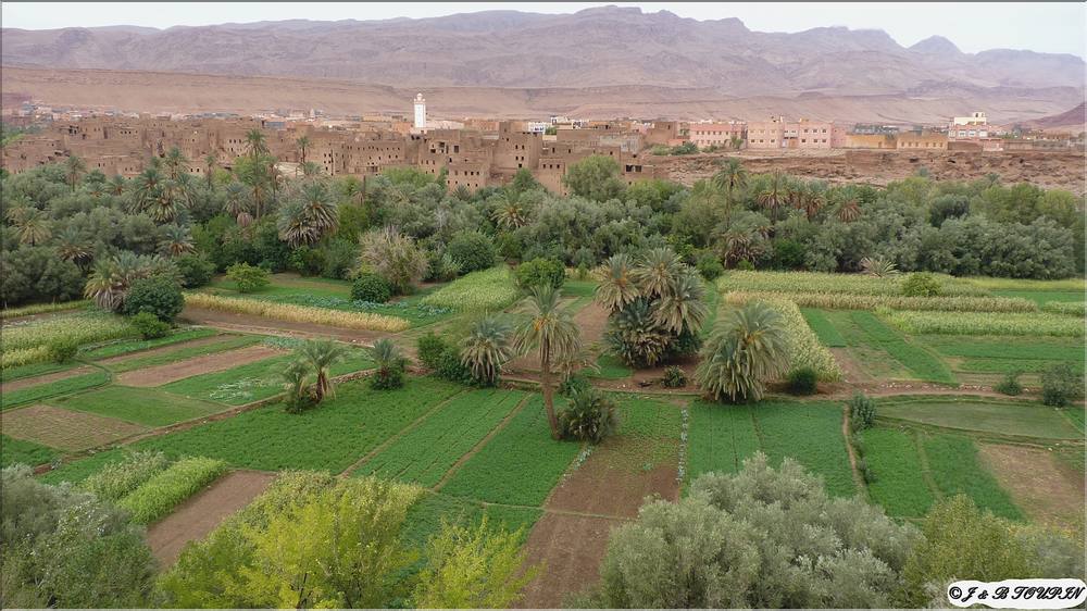 Tinghir - La palmeraie